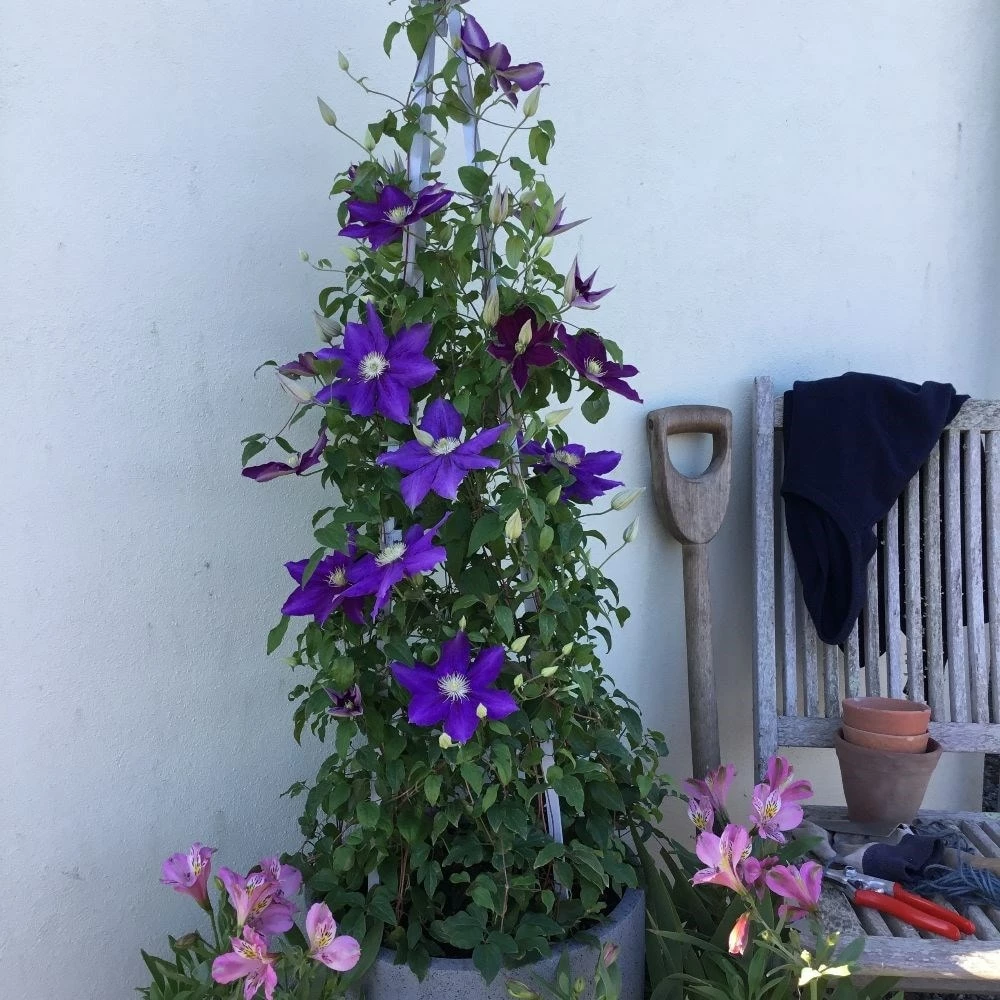 Clematis Duchess Of Cornwall ('Evipo118') (PBR) 4 Clematis Duchess Of Cornwall ('Evipo118') (PBR) - Image 2