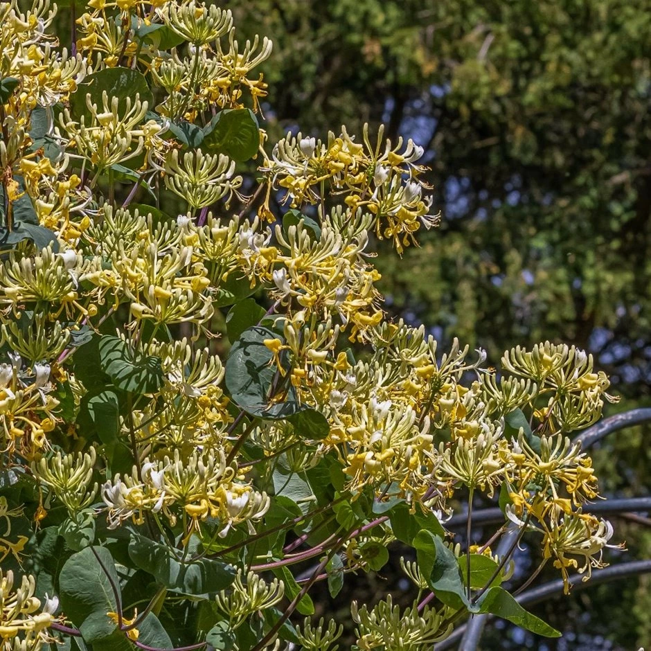 Lonicera 'Cream Cascade' 3 Lonicera 'Cream Cascade'