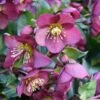 Helleborus HGC Ice 'N' Roses Red ('Coseh 4100') (PBR) -plant store pl2000040471