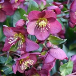 Helleborus HGC Ice 'N' Roses Red ('Coseh 4100') (PBR)