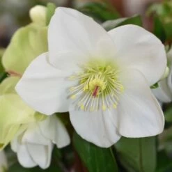 Helleborus HGC Ice 'n' Roses White ('Coseh 4500') (PBR)