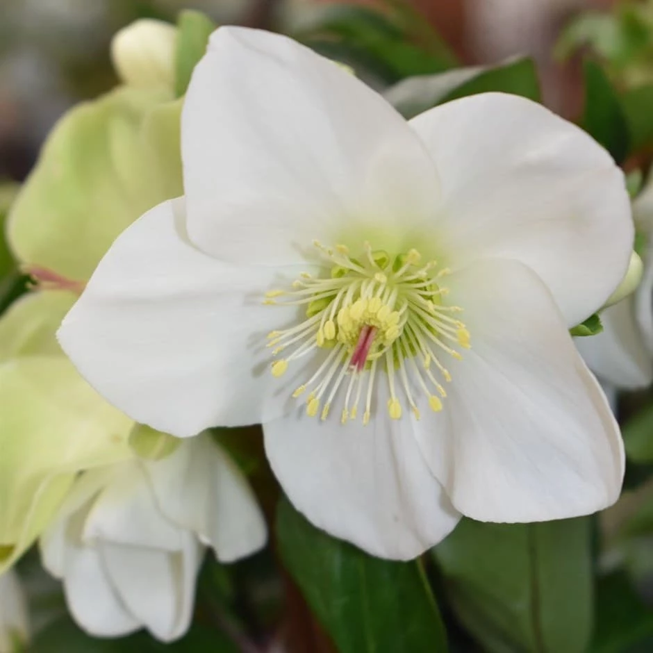 Helleborus HGC Ice 'n' Roses White ('Coseh 4500') (PBR) 3 Helleborus HGC Ice 'n' Roses White ('Coseh 4500') (PBR)