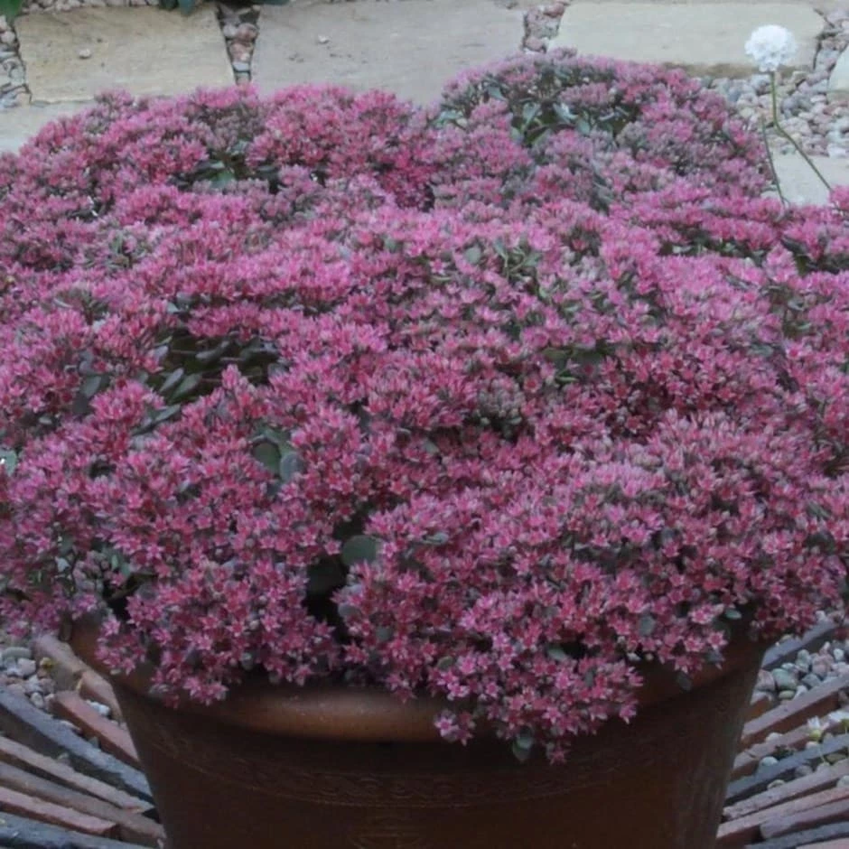 Hylotelephium Ewersii Var. Homophyllum 'Rosenteppich' 3 Hylotelephium Ewersii Var. Homophyllum 'Rosenteppich'