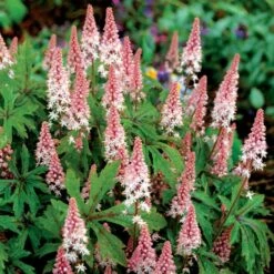 Tiarella 'Pink Skyrocket' (PBR)