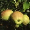 Apple 'Golden Delicious' -plant store pl2000040491