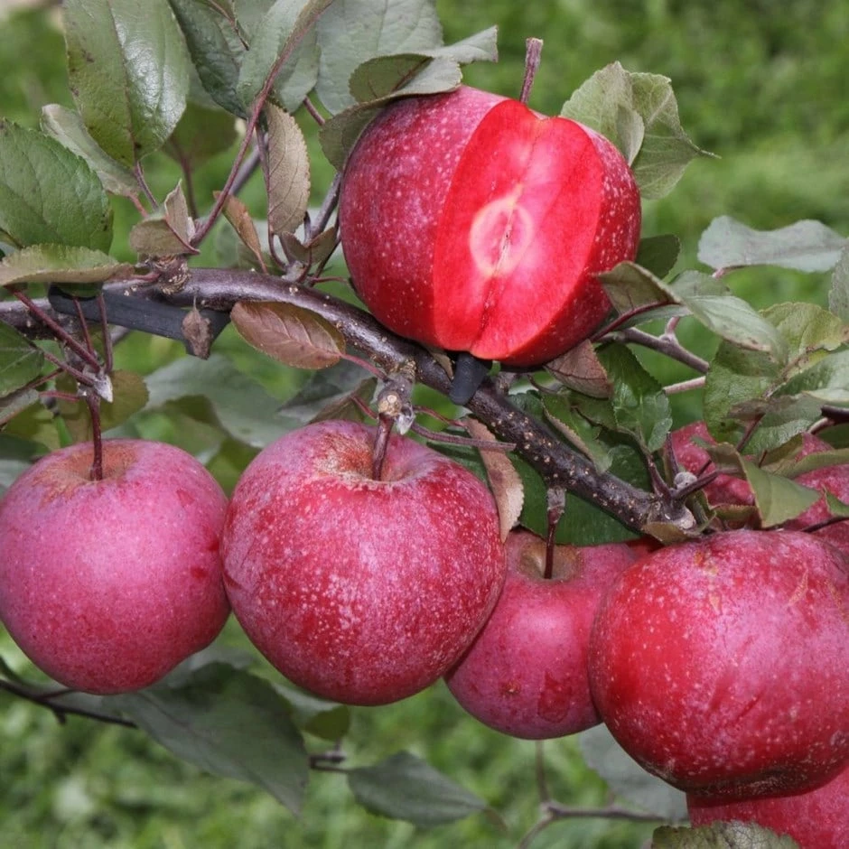 Apple Tickled Pink ('Baya Marisa') 3 Apple Tickled Pink ('Baya Marisa')