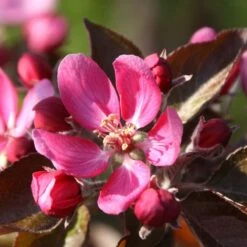 Apple Tickled Pink ('Baya Marisa') 5 Apple Tickled Pink ('Baya Marisa') -plant store pl2000040498 card2 lg