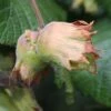 Cobnut 'Webb's Prize Cob' -plant store pl2000040502