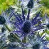 Eryngium × Zabelii 'Big Blue' -plant store pl2000040567