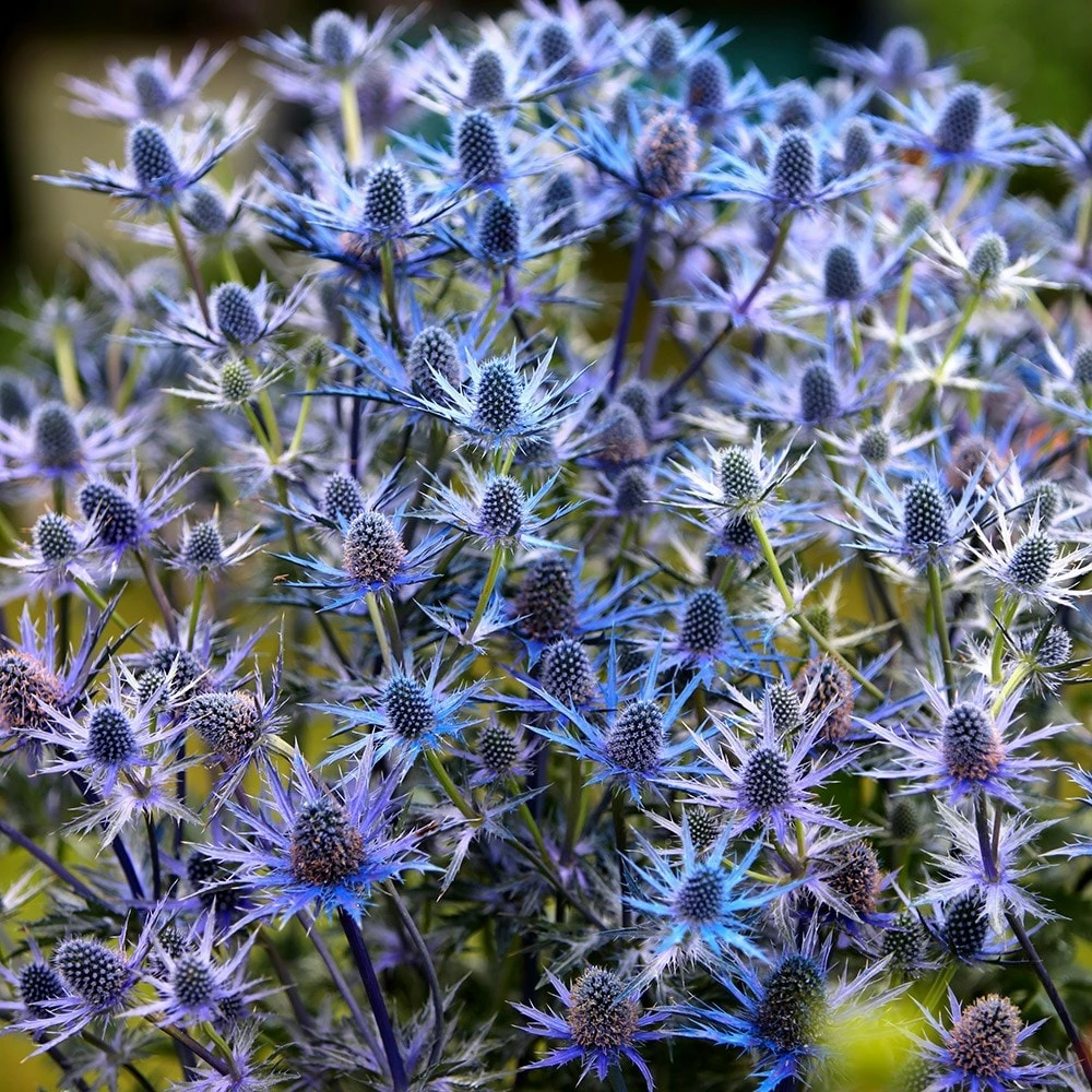 Eryngium × Zabelii 'Big Blue' 4 Eryngium × Zabelii 'Big Blue' - Image 2