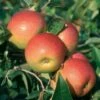 Apple 'Laxton's Superb' -plant store pl2000040753