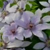 Clematis Bernadine ('Evipo 061') (PBR) (Boulevard Series) 1 Clematis Bernadine ('Evipo 061') (PBR) (Boulevard Series) -plant store pl2000041156