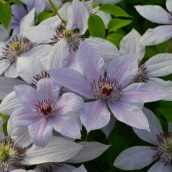 Clematis Bernadine ('Evipo 061') (PBR) (Boulevard Series)