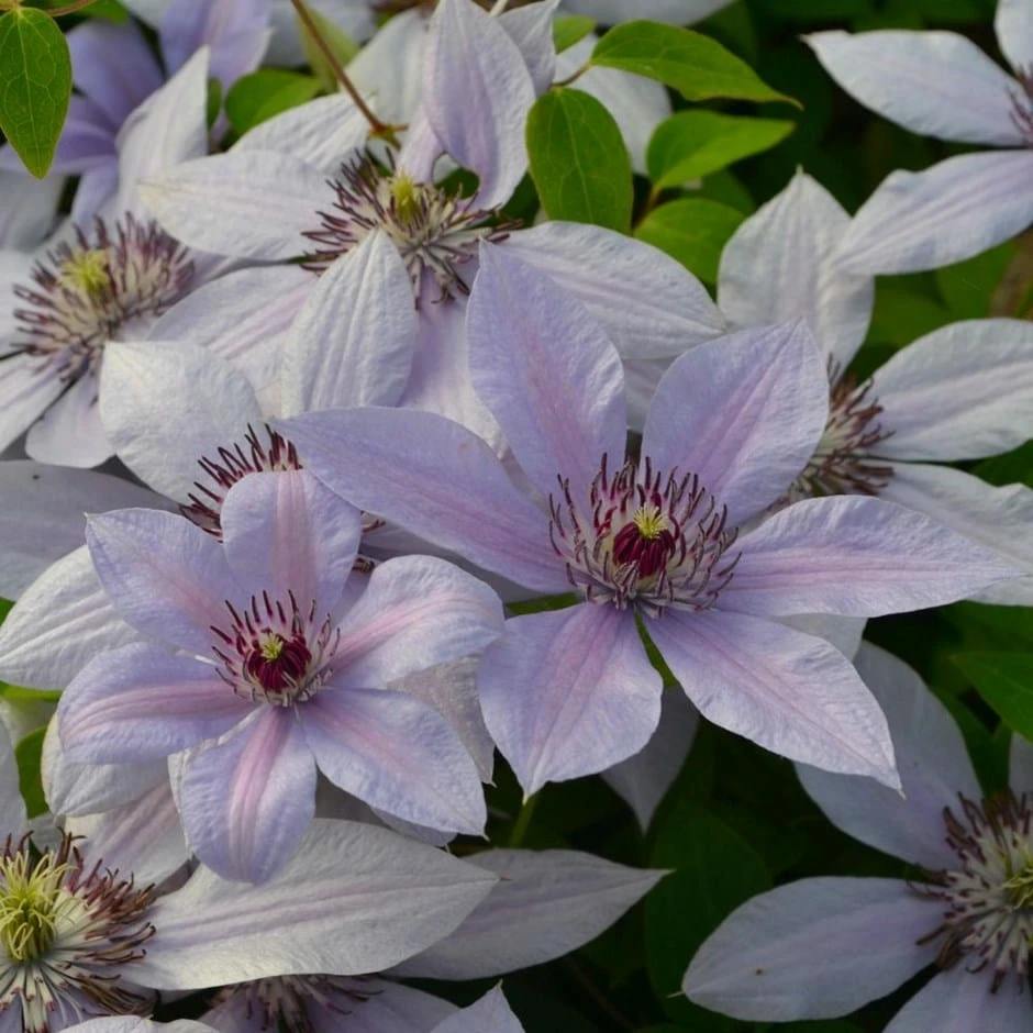 Clematis Bernadine ('Evipo 061') (PBR) (Boulevard Series) 3 Clematis Bernadine ('Evipo 061') (PBR) (Boulevard Series)
