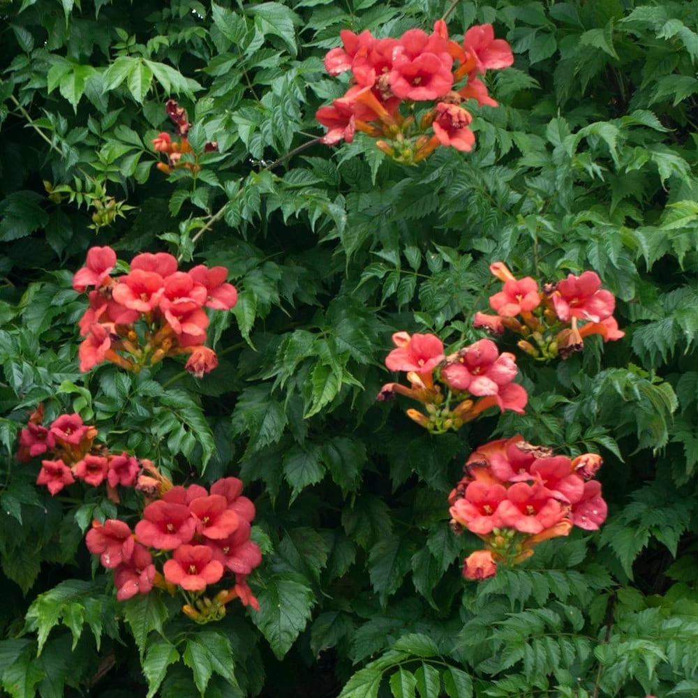 Campsis × Tagliabuana 'Madame Galen' 4 Campsis × Tagliabuana 'Madame Galen' - Image 2