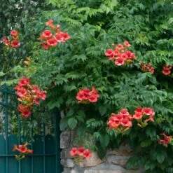 Campsis × Tagliabuana 'Madame Galen' 7 Campsis × Tagliabuana 'Madame Galen' -plant store pl2000041159 card3 lg