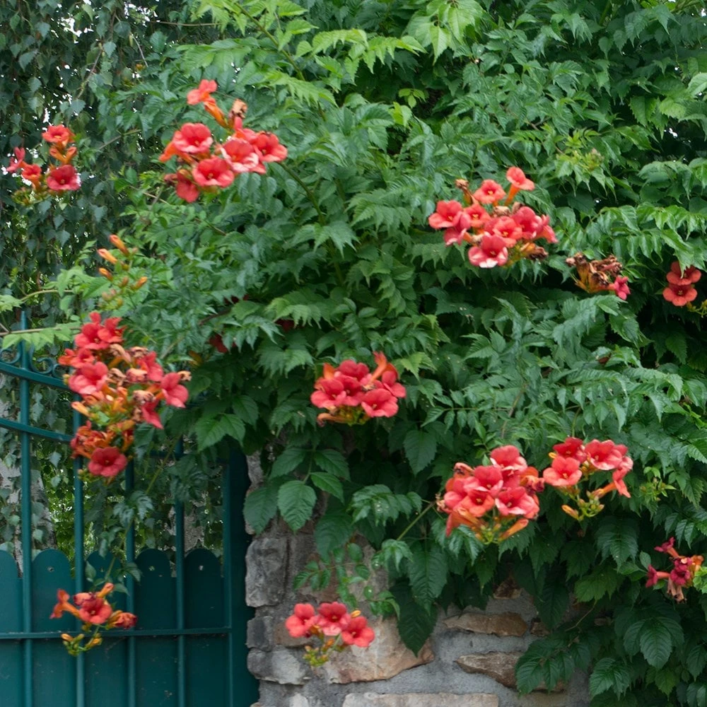 Campsis × Tagliabuana 'Madame Galen' 5 Campsis × Tagliabuana 'Madame Galen' - Image 3
