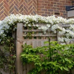 Clematis × Cartmanii 'Avalanche' (PBR) -plant store pl2000041160 card4 lg