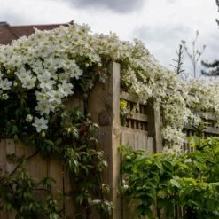 Clematis × Cartmanii 'Avalanche' (PBR) -plant store pl2000041160 card5 lg