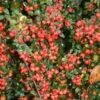 Cotoneaster × Suecicus 'Coral Beauty' 1 Cotoneaster × Suecicus 'Coral Beauty' -plant store pl2000041209