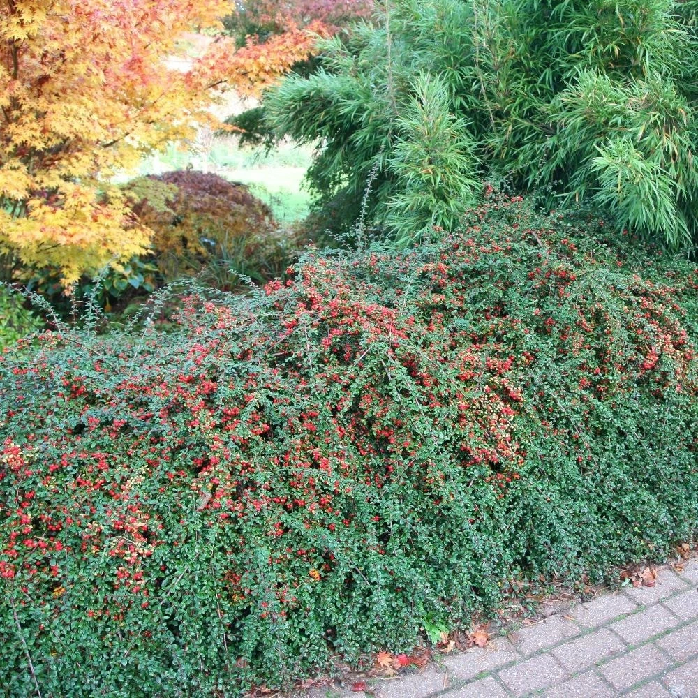 Cotoneaster × Suecicus 'Coral Beauty' 4 Cotoneaster × Suecicus 'Coral Beauty' - Image 2