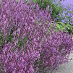 Circles & Spires Collection 7 Circles & Spires Collection -plant store pl2000041243 card3 lg