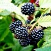 Blackberry 'Merton Thornless' -plant store pl2000041317