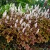 × Heucherella 'Brass Lanterns' (PBR) 1 × Heucherella 'Brass Lanterns' (PBR) -plant store pl2000041336