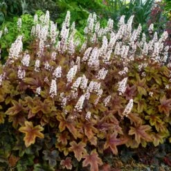 × Heucherella 'Brass Lanterns' (PBR)