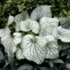 Brunnera Macrophylla 'Alexanders Great' (PBR) 1 Brunnera Macrophylla 'Alexanders Great' (PBR) -plant store pl2000041337