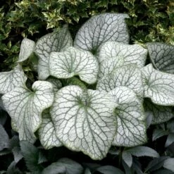 Brunnera Macrophylla 'Alexanders Great' (PBR)