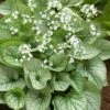 Brunnera 'Mr Morse' (PBR) -plant store pl2000041338