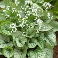 Brunnera 'Mr Morse' (PBR)