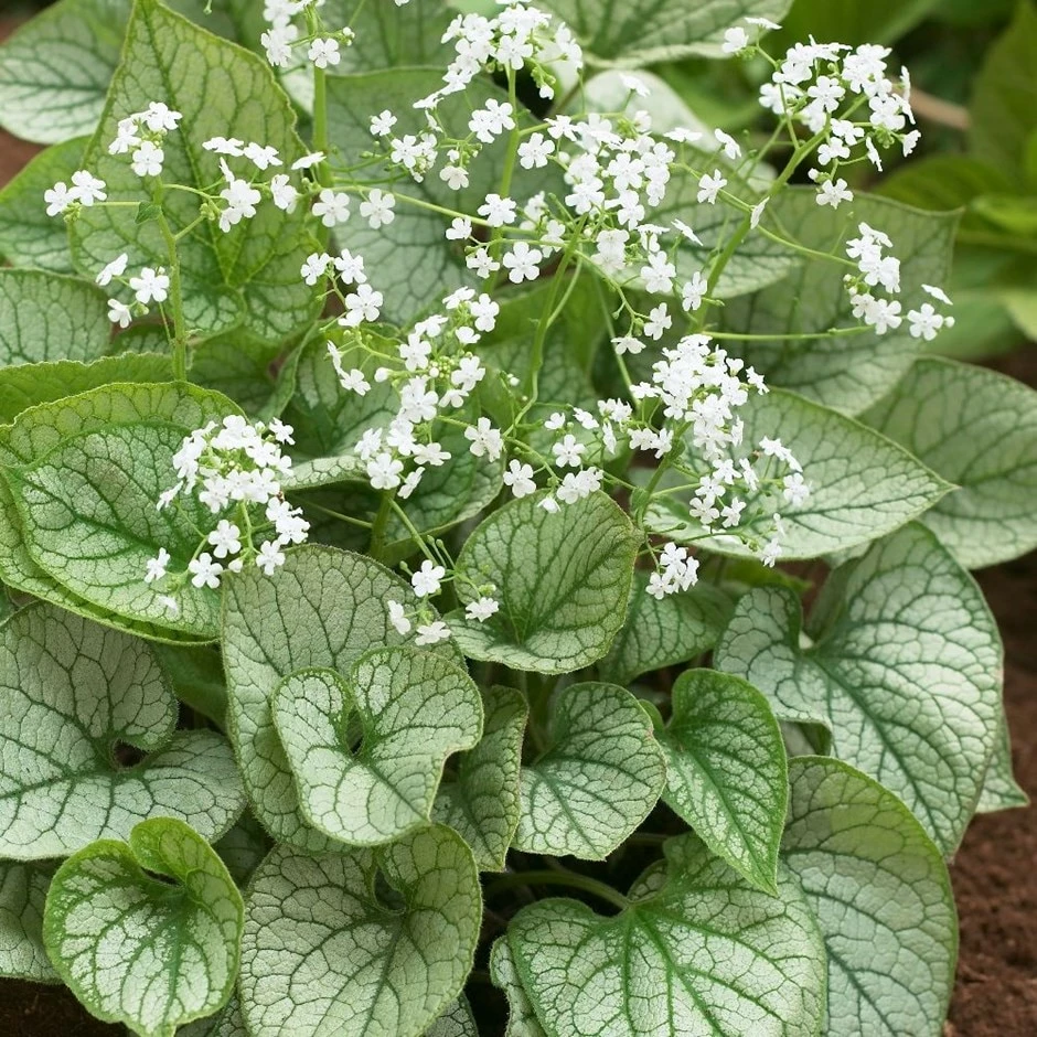 Brunnera 'Mr Morse' (PBR) 3 Brunnera 'Mr Morse' (PBR)