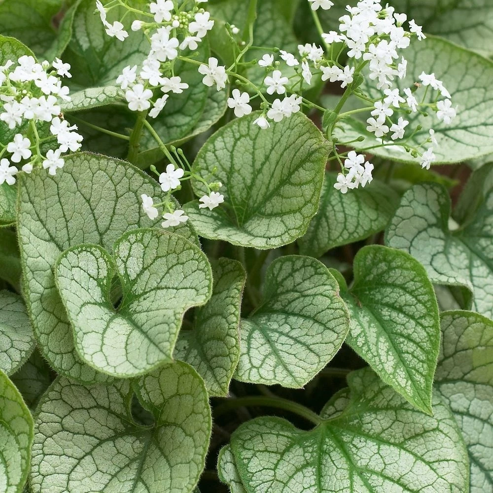Brunnera 'Mr Morse' (PBR) 4 Brunnera 'Mr Morse' (PBR) - Image 2