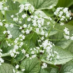 Brunnera 'Mr Morse' (PBR) 7 Brunnera 'Mr Morse' (PBR) -plant store pl2000041338 card3 lg