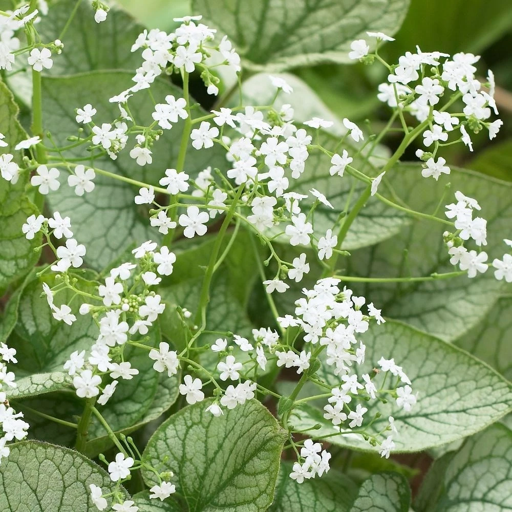 Brunnera 'Mr Morse' (PBR) 5 Brunnera 'Mr Morse' (PBR) - Image 3