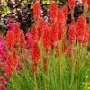 Kniphofia 'Redhot Popsicle' (Popsicle Series) 2 Kniphofia 'Redhot Popsicle' (Popsicle Series) -plant store pl2000041346