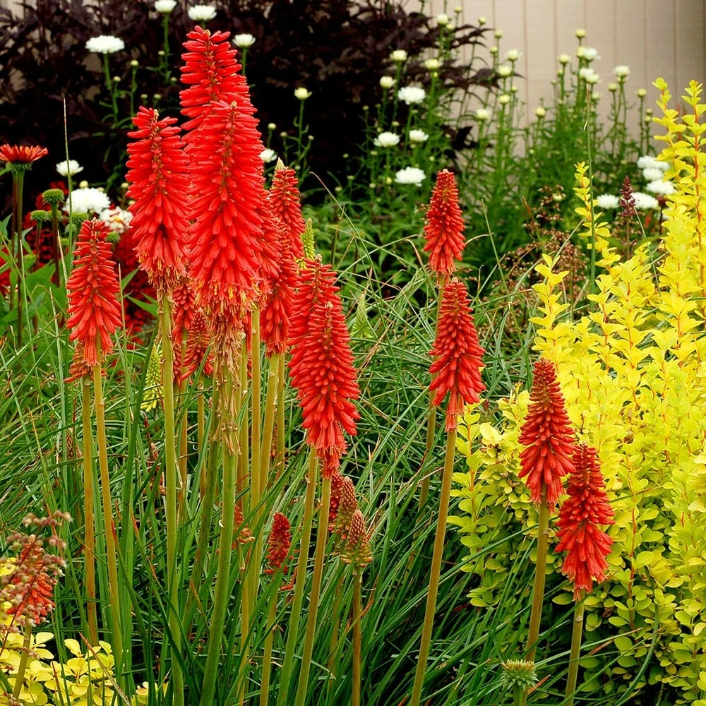 Kniphofia 'Redhot Popsicle' (Popsicle Series) 4 Kniphofia 'Redhot Popsicle' (Popsicle Series) - Image 2