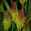 Kniphofia Rufa 'Rasta' (PBR) 1 Kniphofia Rufa 'Rasta' (PBR) -plant store pl2000041347