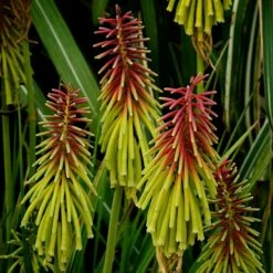 Kniphofia Rufa 'Rasta' (PBR)