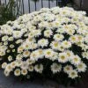 Leucanthemum × Superbum Freak! ('Leuz0001') (PBR) 1 Leucanthemum × Superbum Freak! ('Leuz0001') (PBR) -plant store pl2000041348