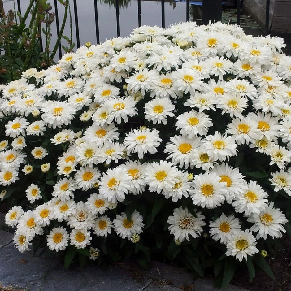 Leucanthemum × Superbum Freak! ('Leuz0001') (PBR) 2 Leucanthemum × Superbum Freak! ('Leuz0001') (PBR)