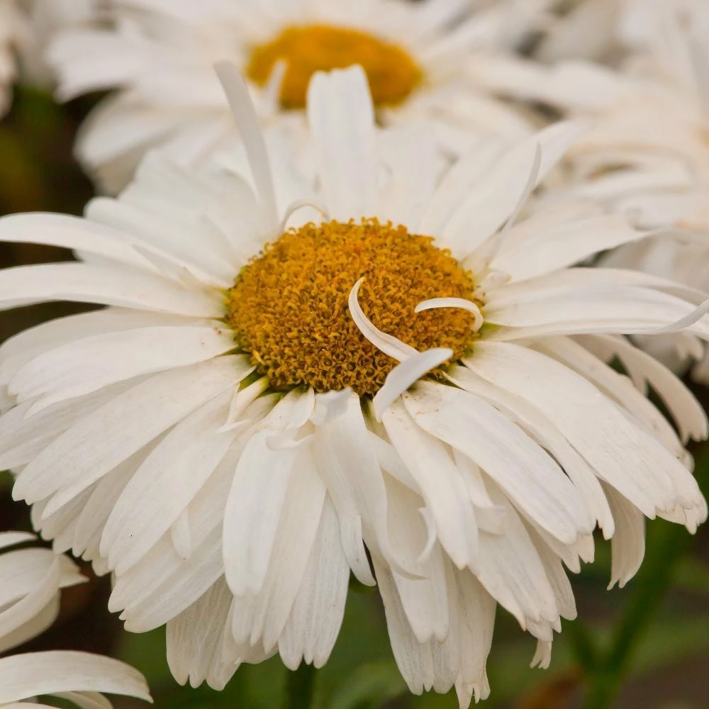Leucanthemum × Superbum Freak! ('Leuz0001') (PBR) 3 Leucanthemum × Superbum Freak! ('Leuz0001') (PBR) - Image 2
