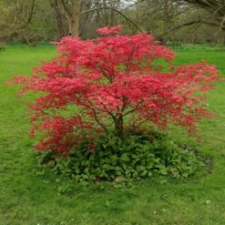 Acer Palmatum 'Beni-maiko' 9 Acer Palmatum 'Beni-maiko' -plant store pl2000041404 card4 lg