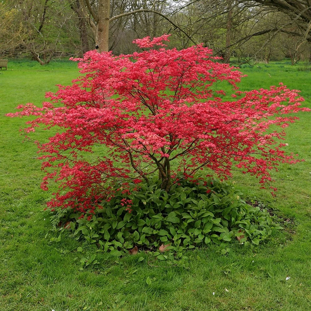 Acer Palmatum 'Beni-maiko' 6 Acer Palmatum 'Beni-maiko' - Image 4