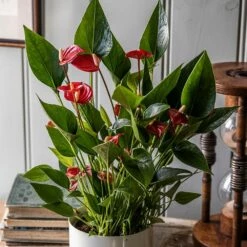 Anthurium 'Million Flowers' -plant store pl2000041447 card3 lg