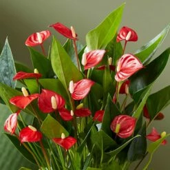 Anthurium 'Million Flowers' -plant store pl2000041447 card4 lg