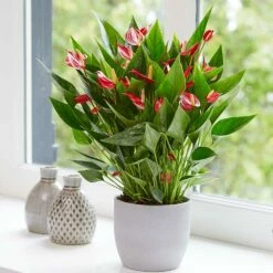 Anthurium 'Million Flowers' -plant store pl2000041447 card5 lg
