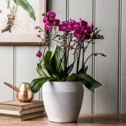 Phalaenopsis 'Bellissimo Amore'